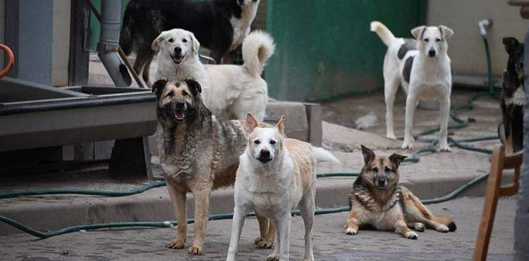 «Люди добрые, а губернатор злой!» В Краснодаре сердобольные горожане продолжают подкармливать стаи собак вопреки запрету властей – ВИДЕО