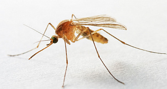 В Анапе местные жители снова переживают нашествие комаров