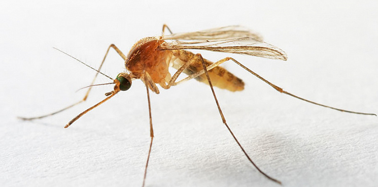 В Анапе местные жители снова переживают нашествие комаров