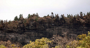 «Последствия глупости видны даже из космоса!» Роскосмос опубликовал снимки сгоревшего в Геленджике леса