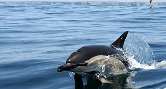 В Крыму погиб дельфин, обитавший у берегов Новороссийска