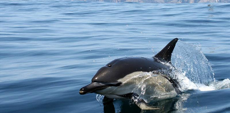 В Крыму погиб дельфин, обитавший у берегов Новороссийска
