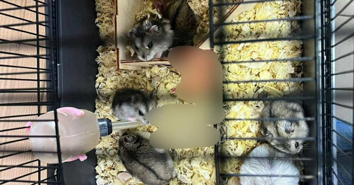 «Голодные, истощённые и брошенные!» В Краснодаре девушка подкинула в зоомагазин клетку с 10 умирающими хомяками