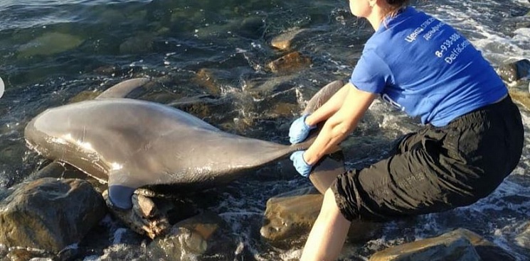 У берегов Черного моря нашли мертвых дельфинов