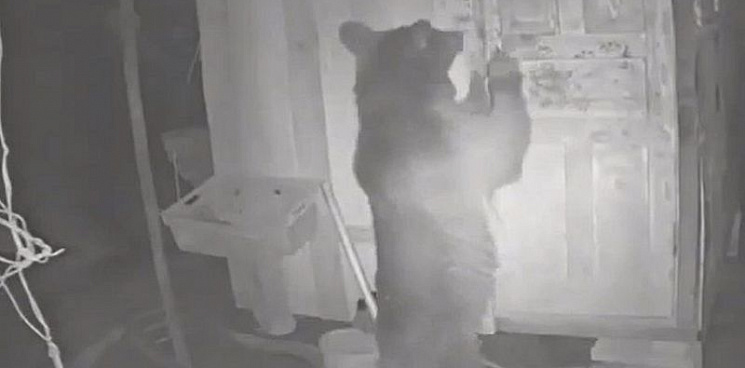 Медвежонок пытался попасть в курятник и попал на видео в Сочи