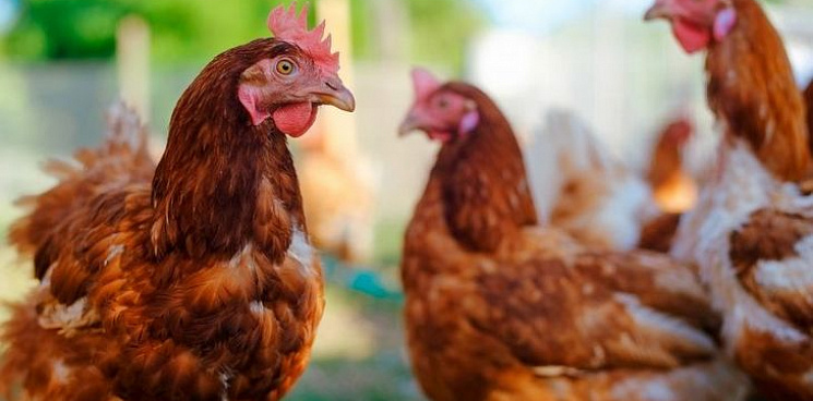 В Краснодаре в магазинах «Магнит» и «Пятерочка» ограничили продажу курицы