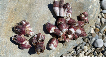 «Морские пришельцы»: в Новороссийске на берег выбросило средиземноморских моллюсков 