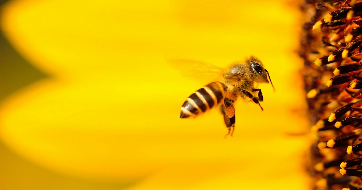 На Кубани массово гибнут пчёлы - пчеловоды подозревают фермеров