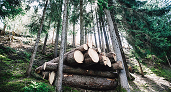 Рабочие вырубили вековые деревья в Нацпарке Сочи: местные обратились в полицию 