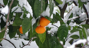 В Сочи учёные разрабатывают сорта мандаринов, которые не боятся морозов