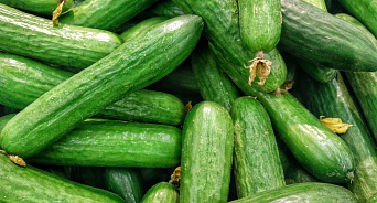 Фермерский омбудсмен Кубани объяснил рост цен на огурцы