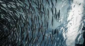 «Закрыли шлюзы — и всё!» На Кубани зафиксировали массовую гибель рыбы на нересте
