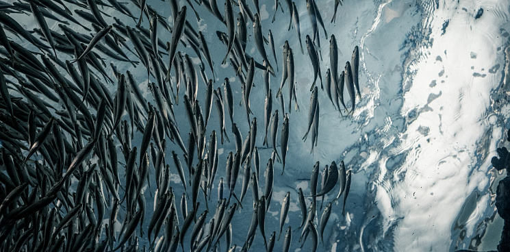 «Закрыли шлюзы — и всё!» На Кубани зафиксировали массовую гибель рыбы на нересте