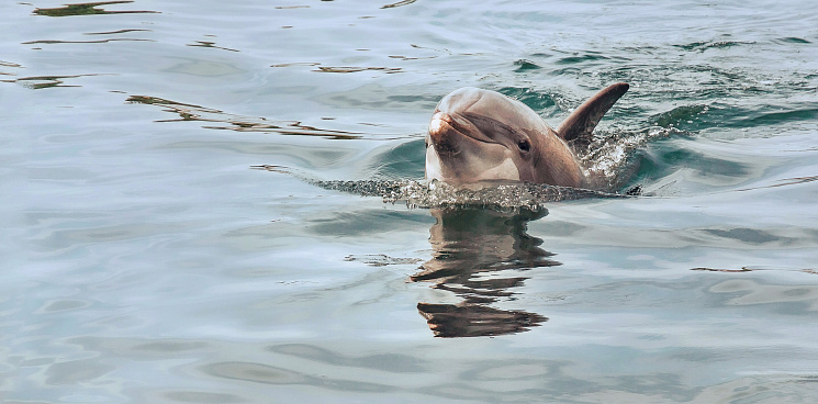 Эксперт опроверг сведения о смерти дельфинов в Чёрном море из-за СВО