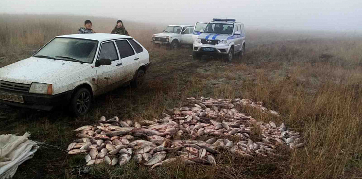 За день кубанские браконьеры незаконно выловили рыбы на 400 тысяч рублей