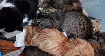 «Там уже ад на земле»: волонтёры из Донецка просят кубанских зоозащитников спасти кошек из приюта в Херсонской области