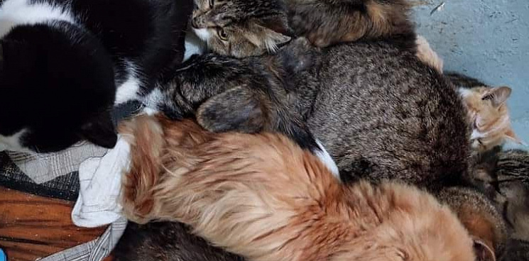 «Там уже ад на земле»: волонтёры из Донецка просят кубанских зоозащитников спасти кошек из приюта в Херсонской области