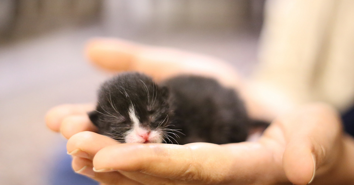 «Спасли рядового Блоху из зоны СВО и увезли на Кубань»: крошечного котёнка спас волонтёр-кубанец: ВИДЕО