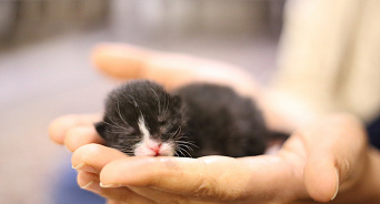«Спасли рядового Блоху из зоны СВО и увезли на Кубань»: крошечного котёнка спас волонтёр-кубанец: ВИДЕО