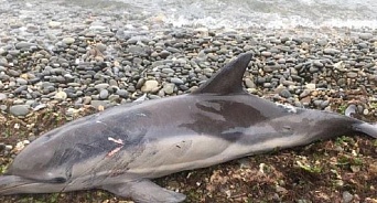 На Кубани погиб дельфин-белобочка