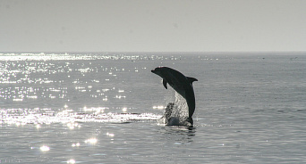 На Кубани дельфины вновь выбрасываются на сушу: центр спасения «Дельфа» рассказывает, как следует спасать животных