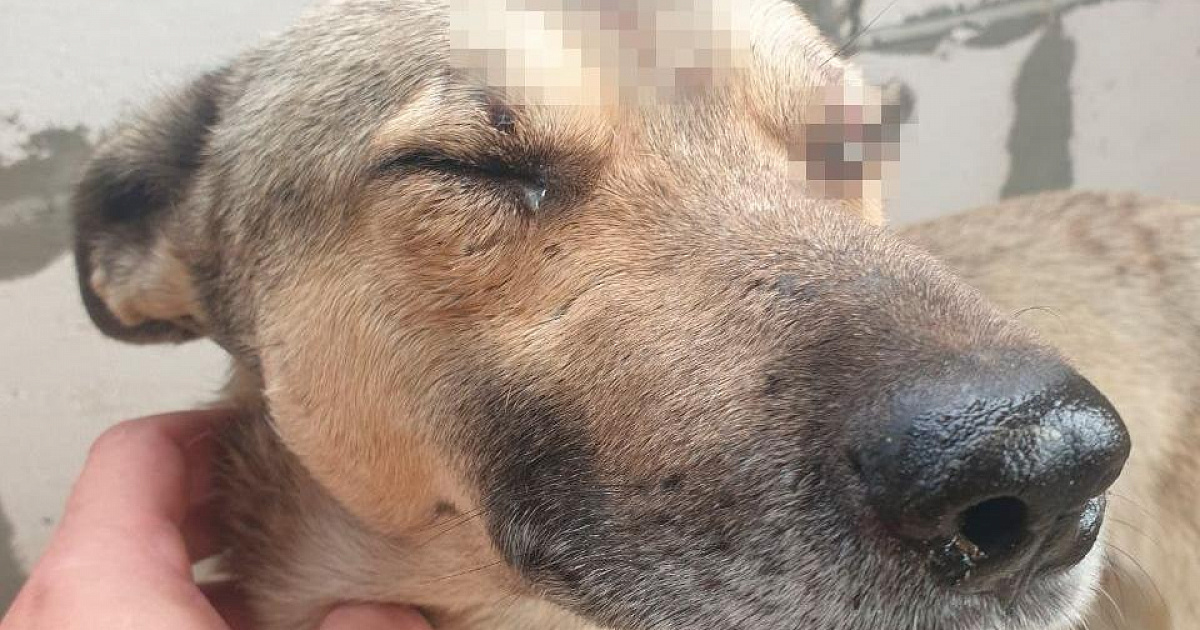 На Кубани мужчина устроил стрельбу из арбалета в собак, одно животное навсегда может остаться слепым