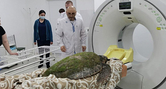 Стала известна причина смерти стокилограммовой черепахи из Анапы