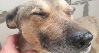 На Кубани мужчина устроил стрельбу из арбалета в собак, одно животное навсегда может остаться слепым