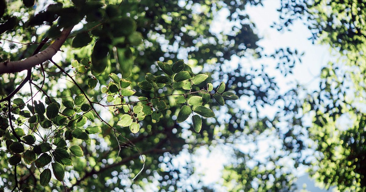 «Пустят по этапу»: в Краснодаре стартует ежегодная весенняя высадка деревьев — ВИДЕО