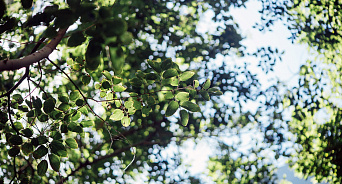 «Пустят по этапу»: в Краснодаре стартует ежегодная весенняя высадка деревьев — ВИДЕО