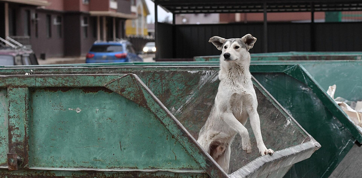 «Сколько ещё чиновники будут бездействовать? Пока не перебьют всех собак?» В Краснодаре догхантеры вновь вышли на охоту - убиты собаки и кошки