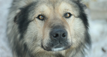 В Краснодаре жители улицы, где живодёр переехал собаку, не поверили его извинениям и обратились в полицию