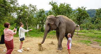 В Сочи по чайным плантациям разгуливают индийские слоны – ВИДЕО