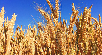 Херсонские аграрии экспортируют прошлогодний урожай зерновых в Россию