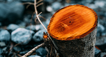 «Экономь правильно!» На Кубани два «чёрных дровосека» незаконно спилили деревья и могут сесть на 7 лет