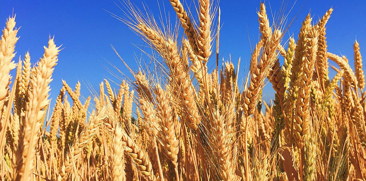 Херсонские аграрии экспортируют прошлогодний урожай зерновых в Россию