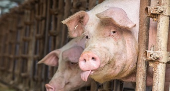 На Кубани поголовье свиней выросло на 13,4 тысяч с начала года