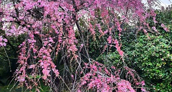 «Осень - пора цветенья на Кубани!» В сочинском парке «Южные культуры» повторно расцвёл багрянник европейский «Дерево Иуды» 