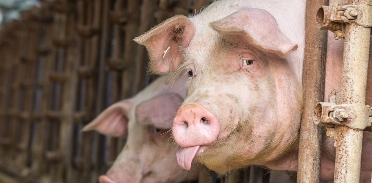 На Кубани поголовье свиней выросло на 13,4 тысяч с начала года
