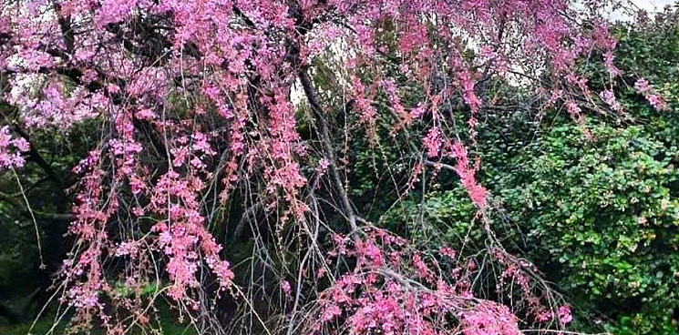 «Осень - пора цветенья на Кубани!» В сочинском парке «Южные культуры» повторно расцвёл багрянник европейский «Дерево Иуды» 
