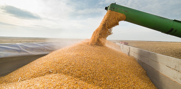На Кубани за год экспорт зерна и зерновых продуктов увеличился почти на 40%