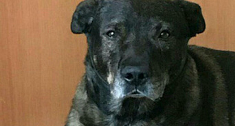 В Краснодаре живодёр расстрелял собаку средь бела дня на глазах прохожих