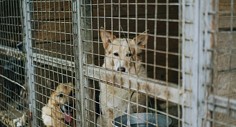 В Краснодаре приют для бездомных хищников обещают открыть до конца года:  в городе бродит 20 тыс собак, а приют — на пару сотен голов