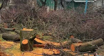 «Ни пройти, ни проехать!» На Кубани после «шторма века» со двора трёхэтажки почти две недели не вывозят поваленные деревья – ВИДЕО
