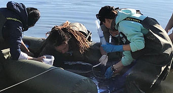 В Геленджике погиб еще один дельфин-белобочка 