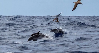 «Их всего четверо»: возле берегов Крыма обитает дельфин с уникальным дыханием