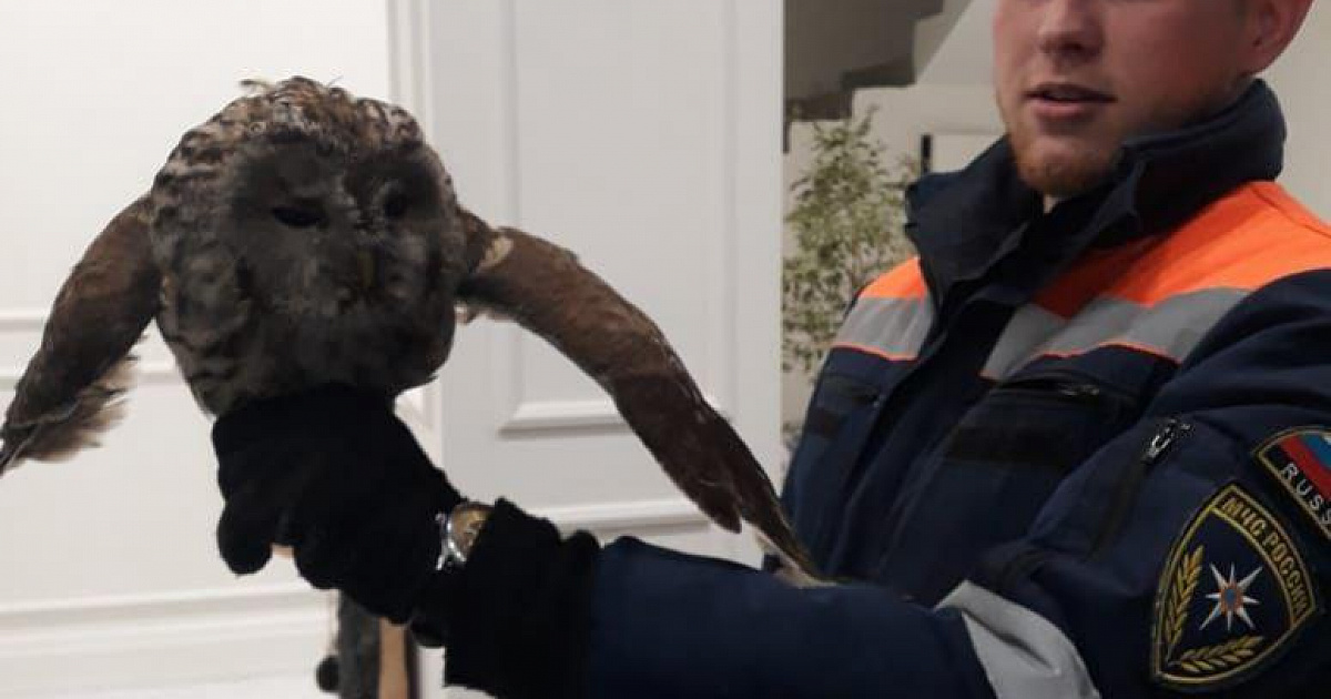 Как в «Гарри Поттере»: в Новороссийске сова залетела в один из домов