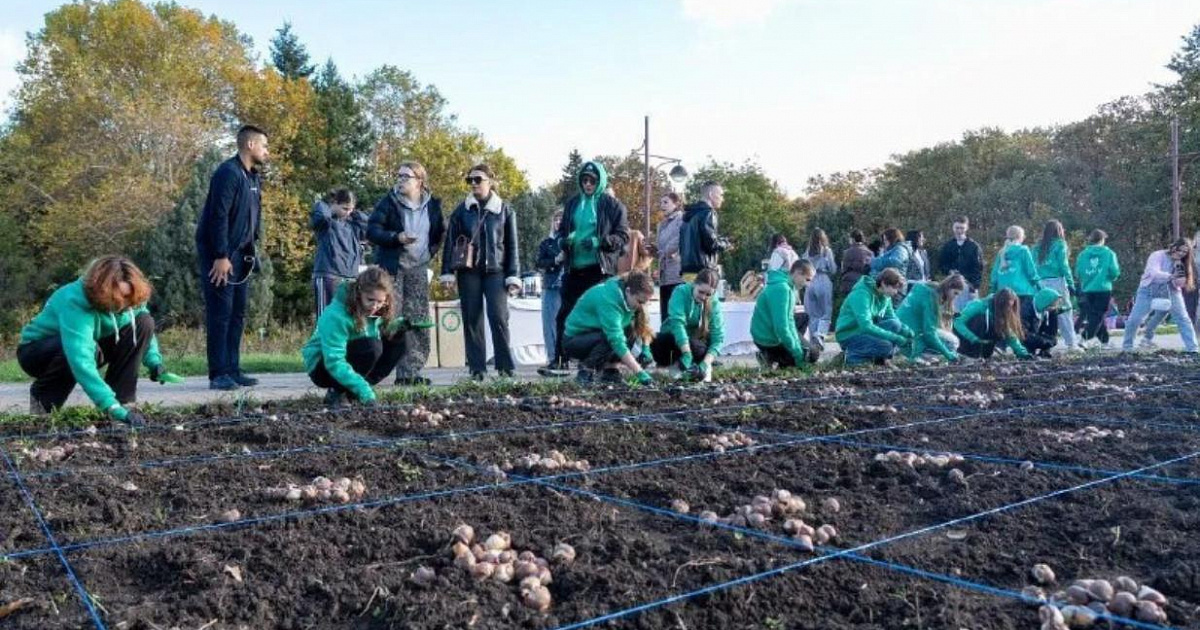 В Краснодаре посадили 150 тыс. луковиц тюльпанов