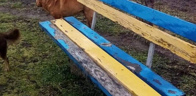 Пожилая жительница Кубани пожаловалась на полицейских за то, что они придрались к жёлто-голубой скамейке в её дворе