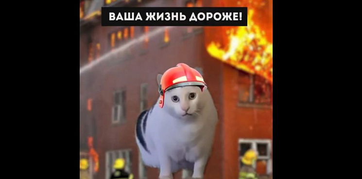 «Спасайтесь, а потом мяукайте!» Интернет буквально взорвало весёлое видео с котиками-спасателями от МЧС Белоруссии